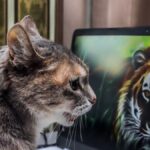 Understanding HD D FDSJ: High Definition Digital Full-Screen